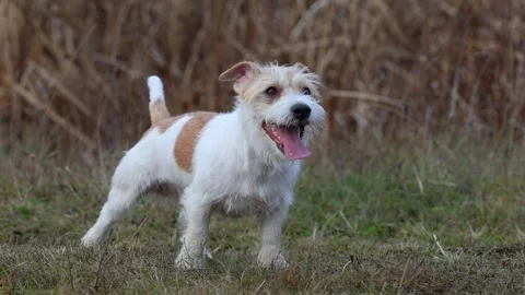 A dog in a field catches a rubber ring in flight. Jack Russell Terrier training  스톡 동영상 255387558