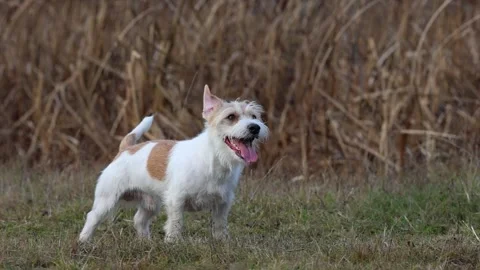 A dog in a field catches a rubber ring in flight. Jack Russell Terrier training  Stock Footage 255387587