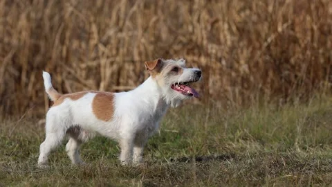 A dog in a field catches a rubber ring in flight. Jack Russell Terrier training  Stock Footage 255387633