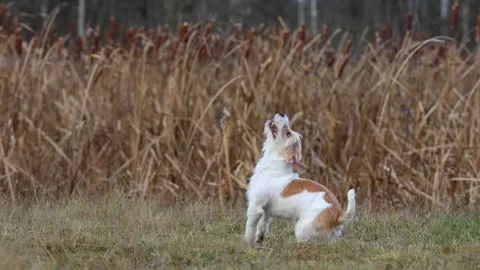 A dog in a field catches a rubber ring in flight. Jack Russell Terrier training  스톡 동영상 255387661