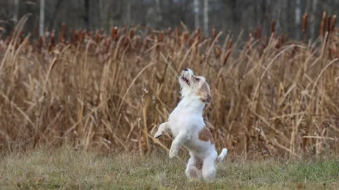 A dog in a field catches a rubber ring in flight. Jack Russell Terrier training  스톡 동영상 255387691