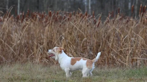 A dog in a field catches a rubber ring in flight. Jack Russell Terrier training  스톡 동영상 255387724