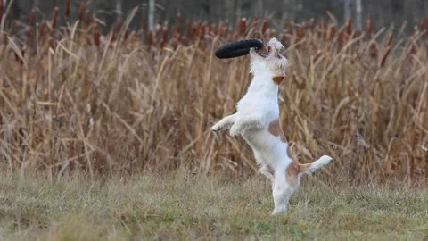 A dog in a field catches a rubber ring in flight. Jack Russell Terrier training  스톡 동영상 255387753