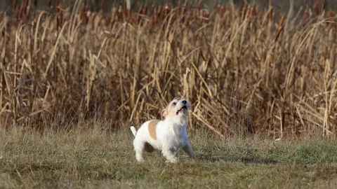 A dog in a field catches a rubber ring in flight. Jack Russell Terrier training  스톡 동영상 255387790