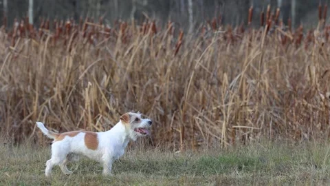 A dog in a field catches a rubber ring in flight. Jack Russell Terrier training  스톡 동영상 255387868