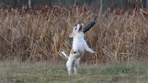 A dog in a field catches a rubber ring in flight. Jack Russell Terrier training  스톡 동영상 255387917
