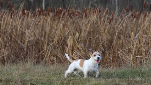 A dog in a field catches a rubber ring in flight. Jack Russell Terrier training  스톡 동영상 255387989