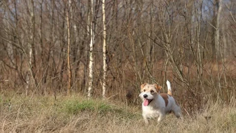 A dog in a field catches a rubber ring in flight. Jack Russell Terrier training  스톡 동영상 255388054