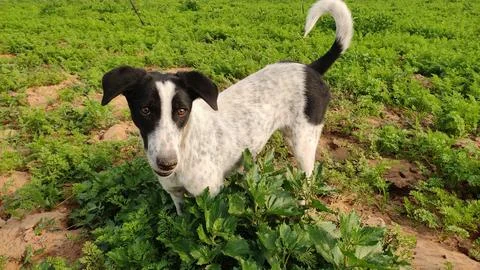 Dog in the field, close up view Stock Photos