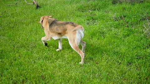 Dog in field Stock-Footage 64640162