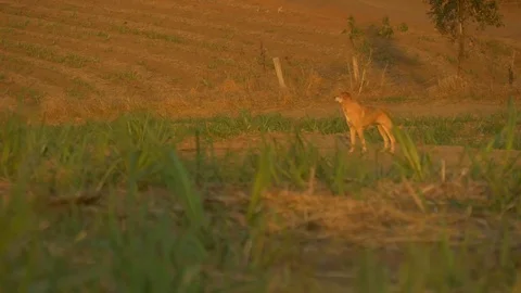 A dog in a field Stock Footage 73888434
