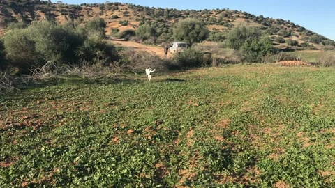 A DOG IN A FIELD Stock Footage 150433198