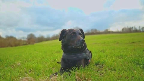 Dog in the field Stock-Footage 270482237