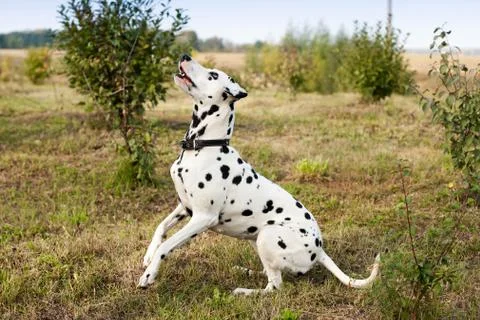 Dog in field Stock Photos