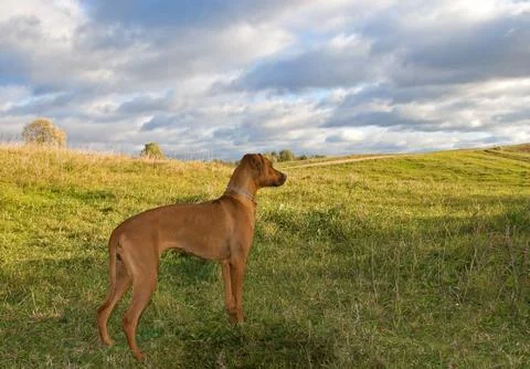 Dog at field Stock Photos