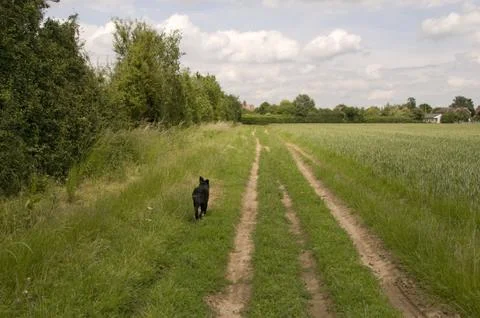 Dog in a field Stock Photos