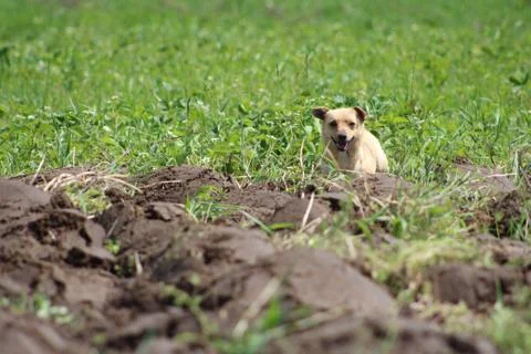 The dog in the field Stock Photos