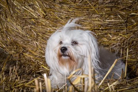 Dog in field Stock Photos