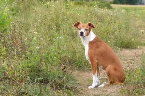 Dog in the field Foto stock