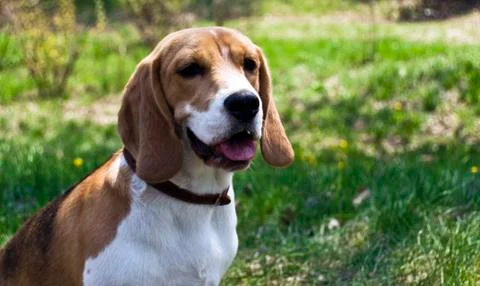 Dog on field in spring Stock Photos