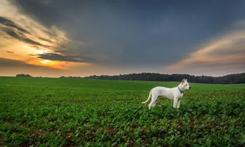 Dog on the field at sunset Stock Photos