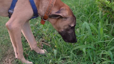 A dog in the fields eating grass Stock Footage 132095300
