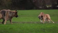 Dog Fight In Park. Slow Motion. Stock Footage