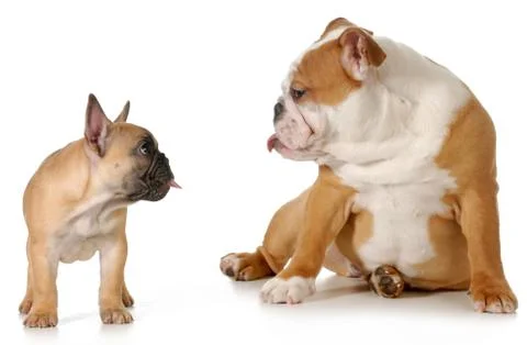 Dog fight Stock Photos