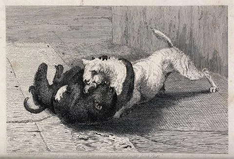 A dog fighting a monkey. Etching by A. Ashley. Stock Illustration