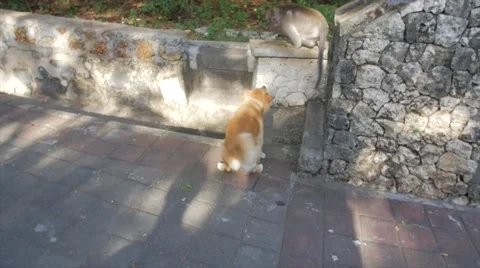 Dog fights monkey Stock Footage 55455572