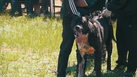 Dog Fights Show. Cruelty to dogs. Bloody Dogs Breathes Tongue in Slow Motion Stock Footage