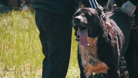 Dog Fights Show. Cruelty to dogs. Bloody Dogs Breathes Tongue in Slow Motion Stock Footage