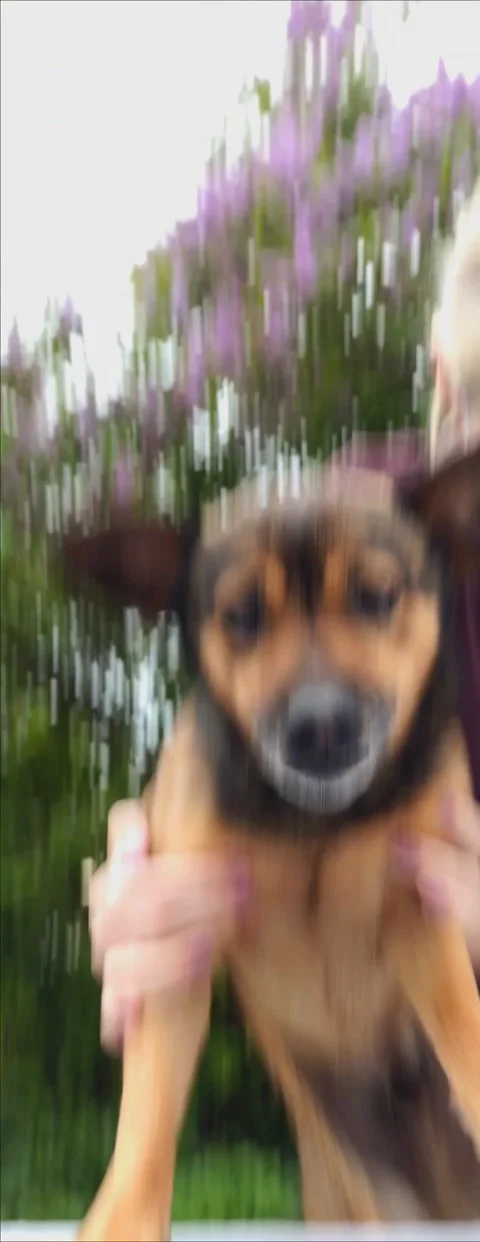 Dog filming fail Stock Footage 335483933