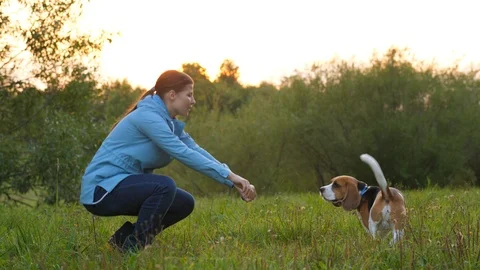 The dog finds the ball Stock Footage 94488472