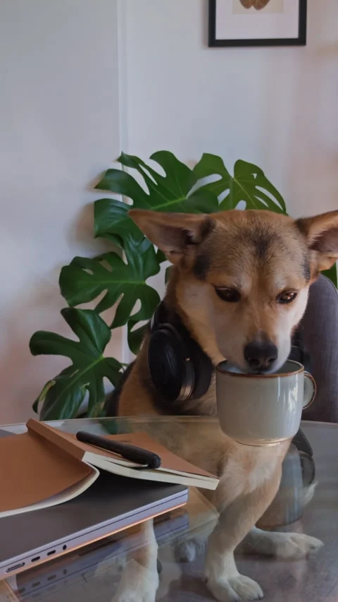 Dog Finishing Workday and Taking Well Deserved Coffee Break Видео 340577952