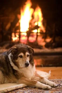 Dog by the fire. Stock Photos
