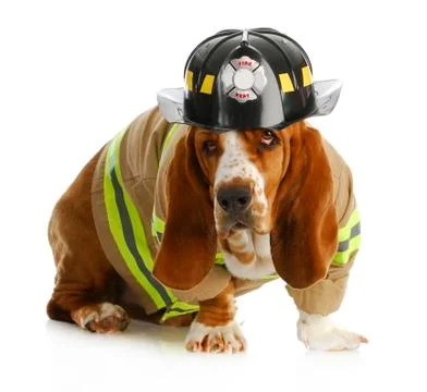 Dog firefighter Stock Photos