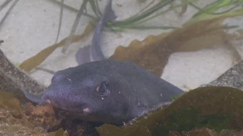 Dog fish 01582001. Stock-Footage 47870401