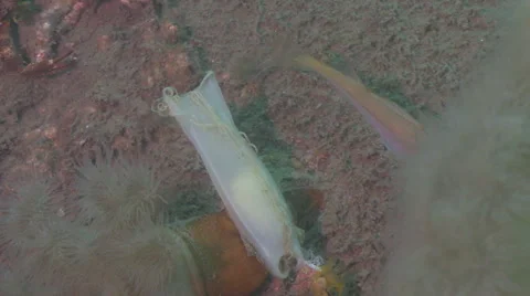 Dog fish egg close up Stock Footage 49375288