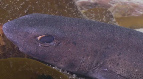 Dog fish shark reating on kelp close up Stock Footage 47867417
