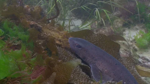 Dog fish shark  sleping mid Video stock 47930821