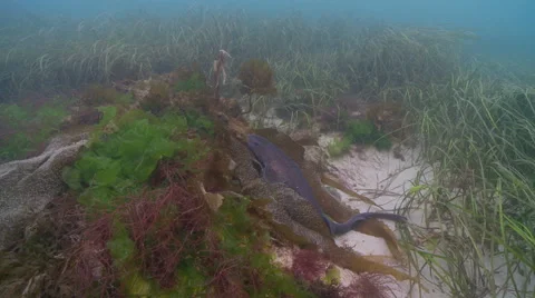 Dog fish sleping wide Stock-Footage 47930556