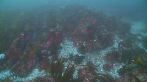 Dog fish swim Stock Footage 12471812