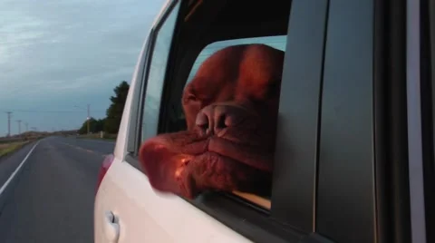 Dog with flapping jowls Stock Footage 45359306