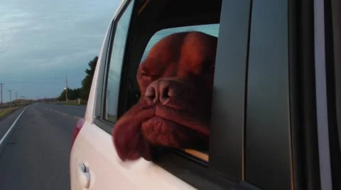 Dog with flapping jowls slow motion Stock-Footage 45359719