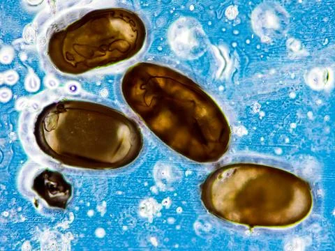 Dog flea eggs 写真素材
