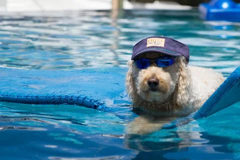 Dog on Float In Pool with Hat and Glasses Foto stock