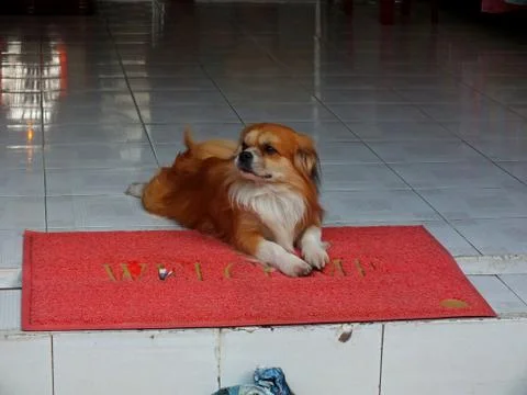 Dog on the floor 스톡 사진