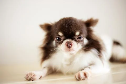 Dog on floor. Stock Photos