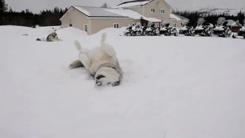 Dog floundering in the snow 스톡 동영상 102212687